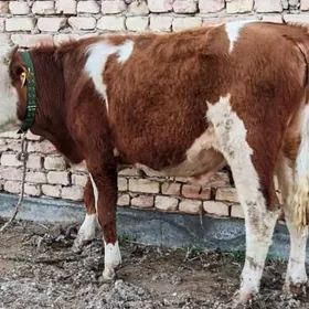 Симентал окузче