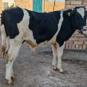 Чёрный пёстра окузлер