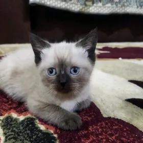 Сиамская девочка