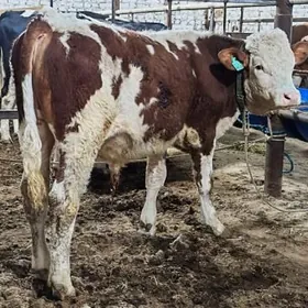 Симентал fleckvieh окузче