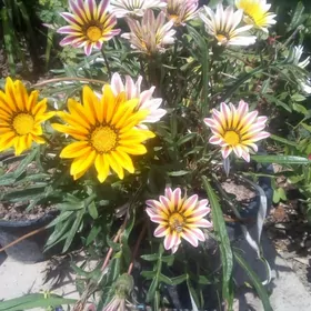 многолетние  цветы