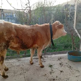 оргинал симентал окузче