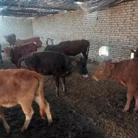 sygyrlar öküzler ve gulajyn