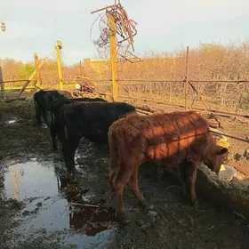 4 саны 1 яшар окузче