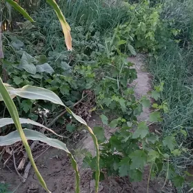 16sotuk hojalyk ýeri