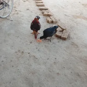 bayes horaz hem maki