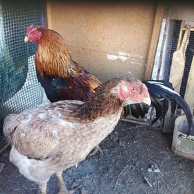 байсы товук