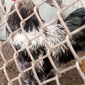 балгар Хороз