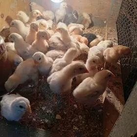 байсовый  жуже