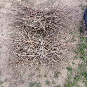 Odun çywykTowuk ördek induk jü