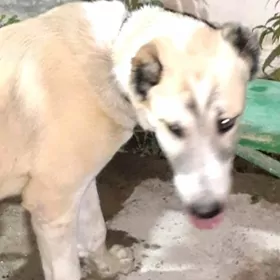 пропал Алабай