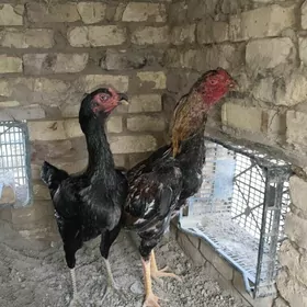 bayes horaz we maki satlyk