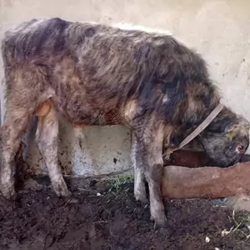 okuz.gulajyn.gysyr sygyr