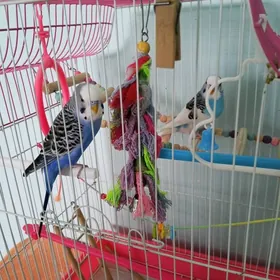 попугай popugaý