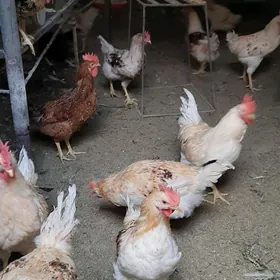 Horaz towuk  Хорвз Товук