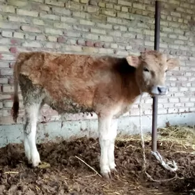 Öküzler 2 Sany Şiwet Gibrit