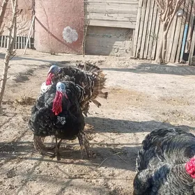 самиз индуклар