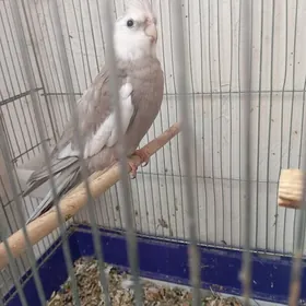 карела попугай popugay karela