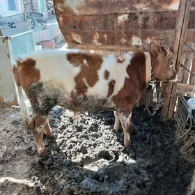 Simental Gibrit Okuzce Gole