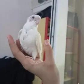 karela popugay карела попугай