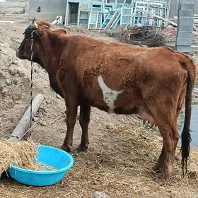 3 sany göleli sygyr