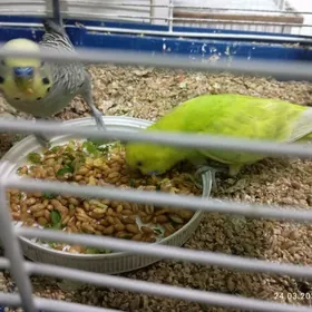 попугай пара