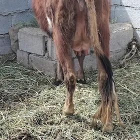 göleli sygyr öküz