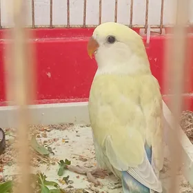 popugay nerazluçnik