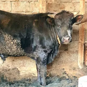 Öküz Çorny piýostyr