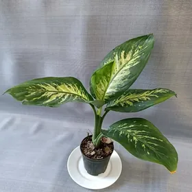 ДИФФЕНБАХИЯ