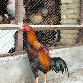 байсов хораз