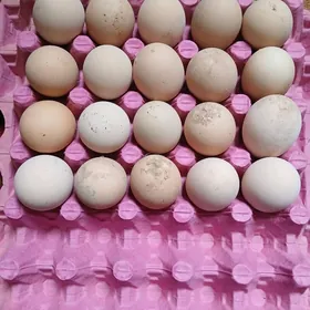 bayes towugyn yumurtgasy