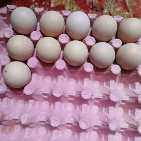 brama towuk yumurtgasy