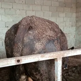 öküz 5sany tuwe sygyr 7bas