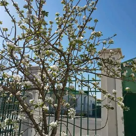 Taze Zaman ️ тазе заман