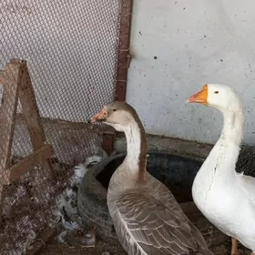 Gaz bir jübüt para