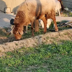 Gisar goýun Гисар гоюн