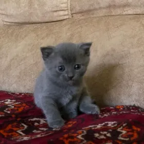 чистый Шотландский котёнок