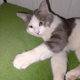 Ласковый мальчик