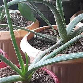 Aloe vera