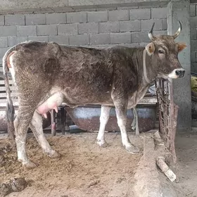 şwes tohum göleli sygyr