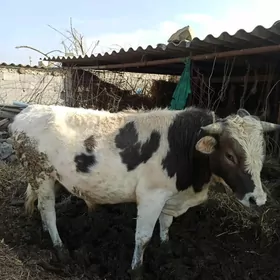 Yerli Şiwes  2 SANY