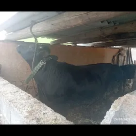 ÖKUZ ÇORNY PİYORTURA