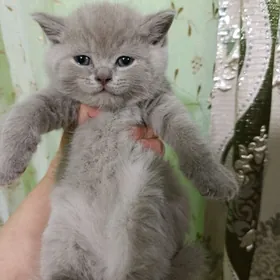 лиловая девочка