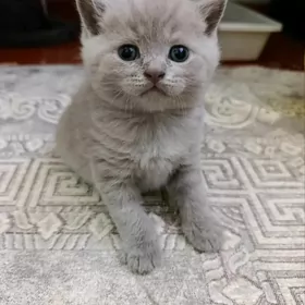 шотландскаялиловая девочка