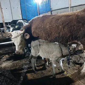 Goleli sygyr simental