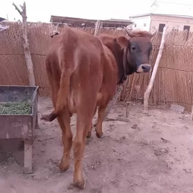 bogaz sygyr gulajyn.