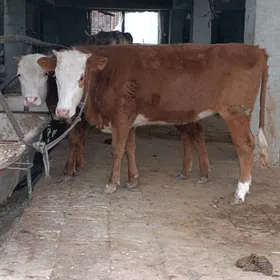 simental tohum okuz tuwe