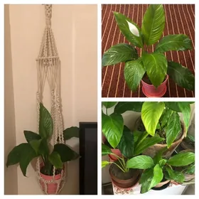 цветы горшки кашпо