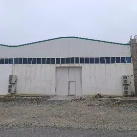 Ammarlar Toplumy Sklad